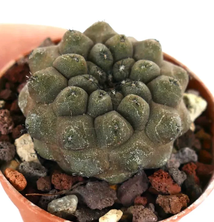 Copiapoa hypogaea KIKKO BROWN Z9 - immagine 2