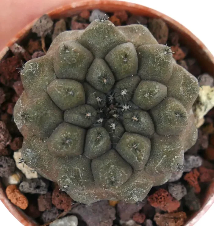 Copiapoa hypogaea KIKKO BROWN Z9 - immagine 3