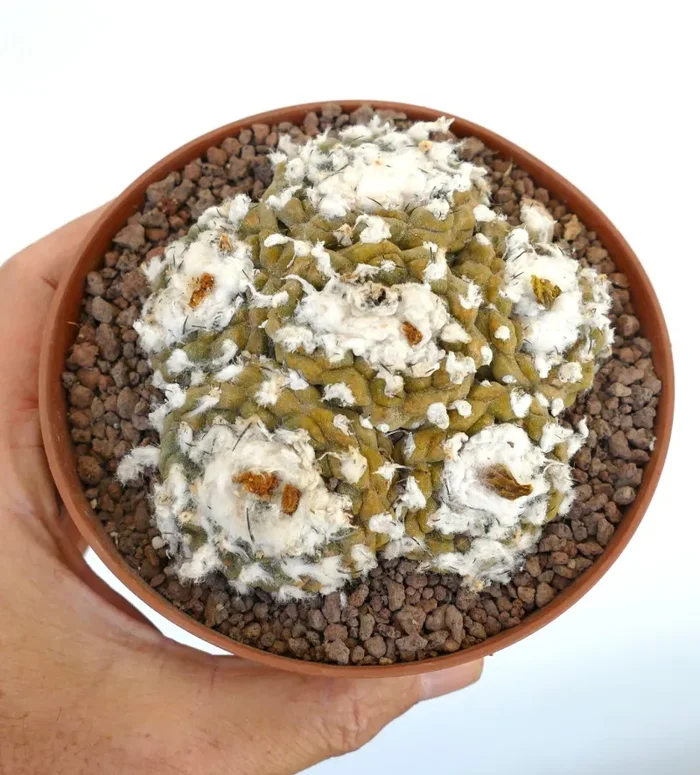 Copiapoa hypogaea MULTIHEADS CLUSTER MAX84 Sconti