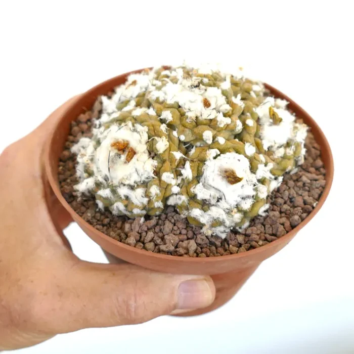 Copiapoa hypogaea MULTIHEADS CLUSTER MAX84 Sconti - immagine 2