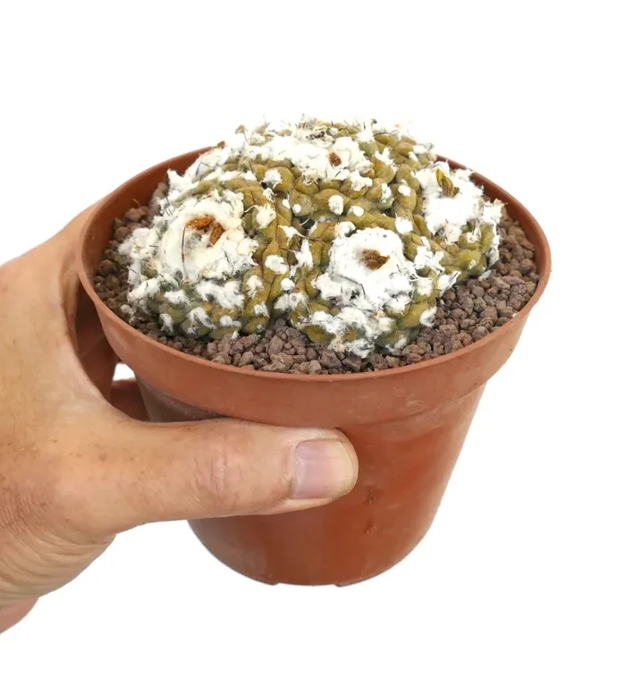 Copiapoa hypogaea MULTIHEADS CLUSTER MAX84 Sconti - immagine 3