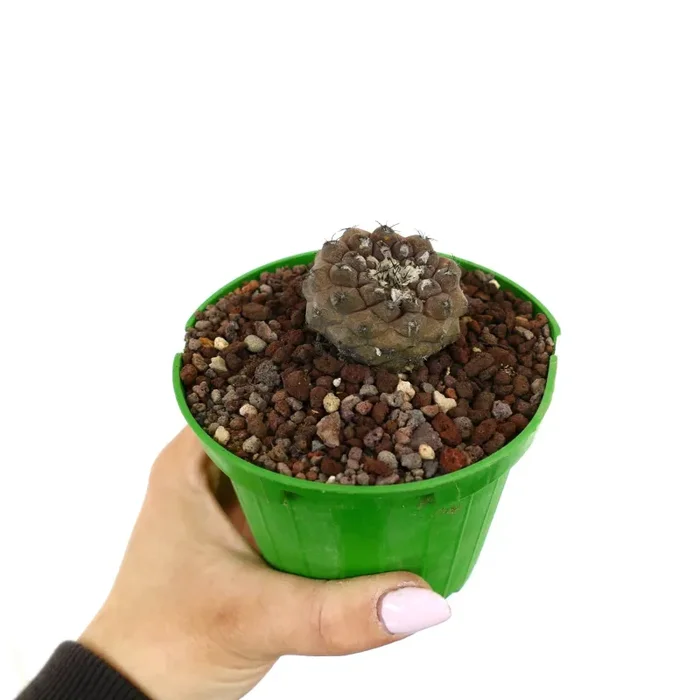 Copiapoa hypogaea SELECTED 5010