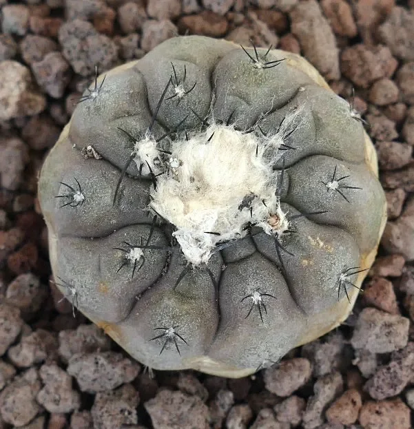 Copiapoa hypogaea X Copiapoa cinerea TATAL GREY Vendita calda online