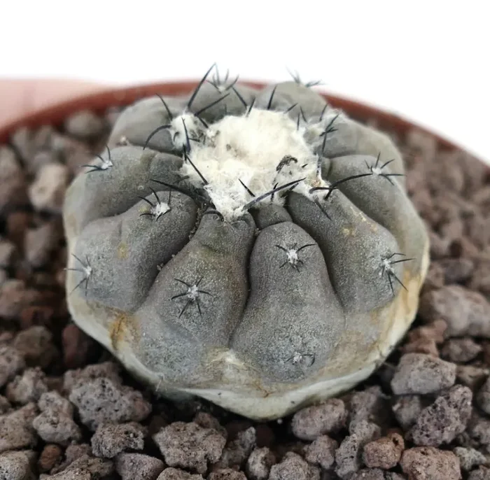 Copiapoa hypogaea X Copiapoa cinerea TATAL GREY Vendita calda online - immagine 2