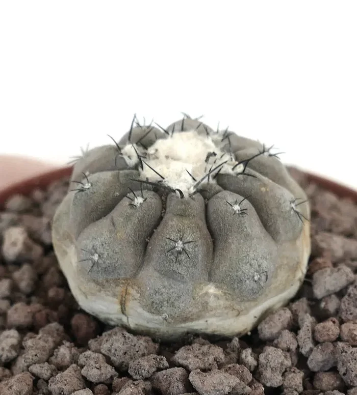 Copiapoa hypogaea X Copiapoa cinerea TATAL GREY Vendita calda online - immagine 3