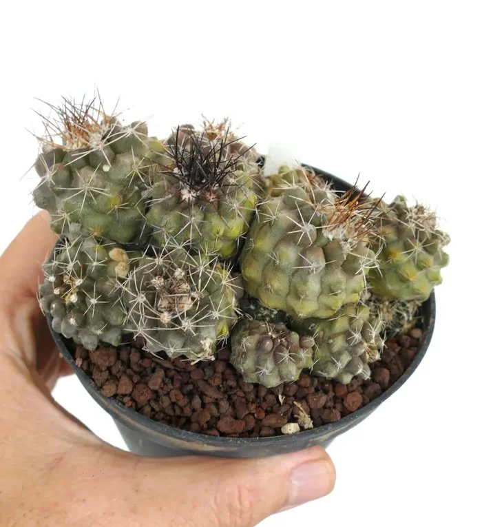 Copiapoa olivana CLUSTER (Antofagasta, nord di Taltal) BC3