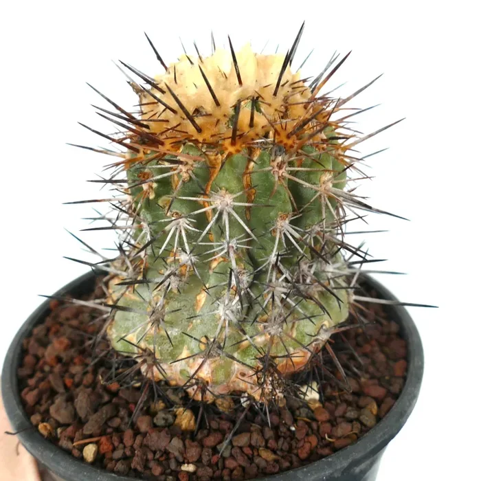 Copiapoa sarcoana