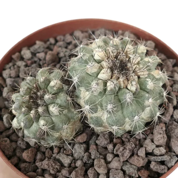 Copiapoa serpentisulcata 2 HEADS