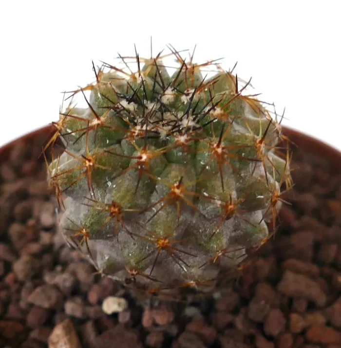 Copiapoa serpentisulcata SELECTED L16