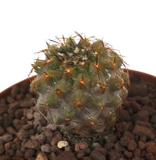 Copiapoa serpentisulcata SELECTED L16 - immagine 2