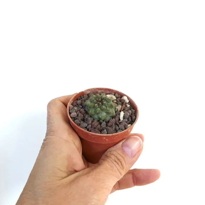 Copiapoa serpentisulcata W7 - immagine 2