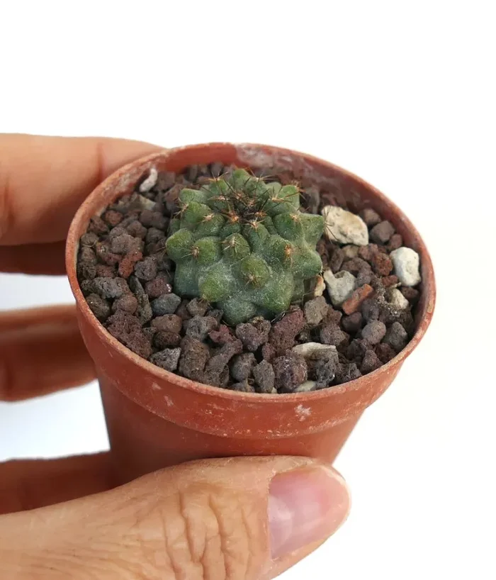 Copiapoa serpentisulcata W7 - immagine 3