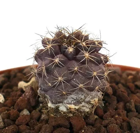 Copiapoa serpentisulcata x copiapoa goldii 2005 Fornitura