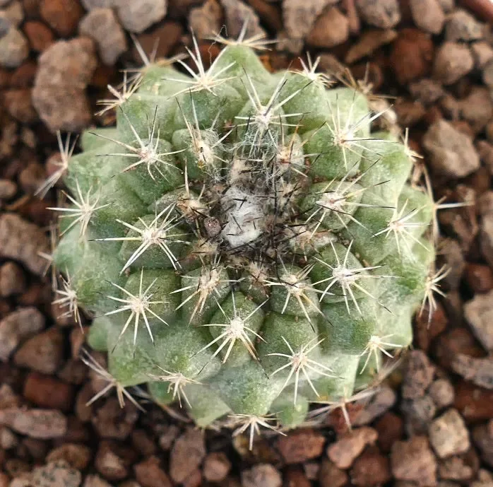 Copiapoa serpentisulcata X Copiapoa goldii GREEN