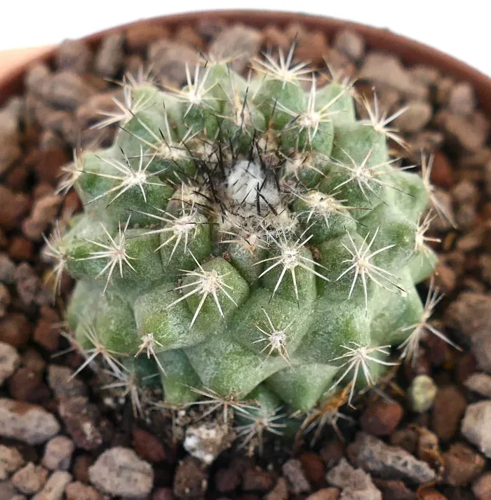Copiapoa serpentisulcata X Copiapoa goldii GREEN - immagine 2