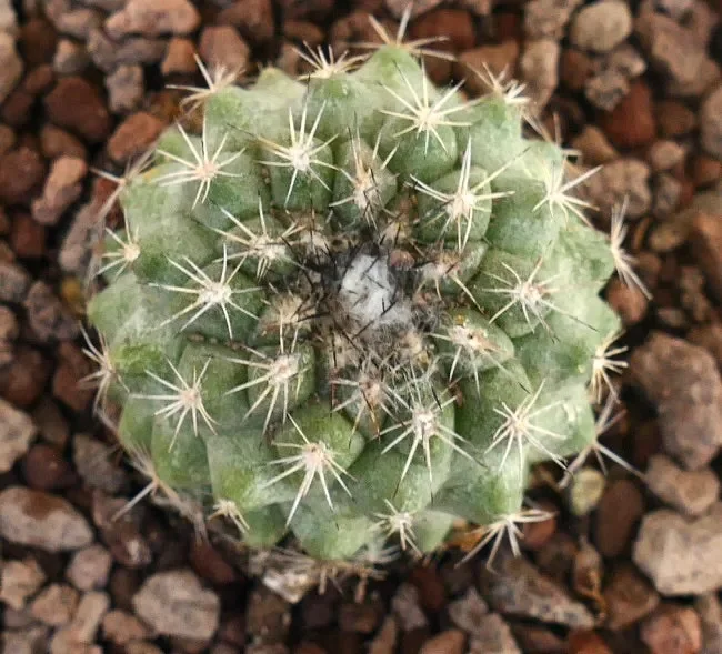 Copiapoa serpentisulcata X Copiapoa goldii GREEN - immagine 3