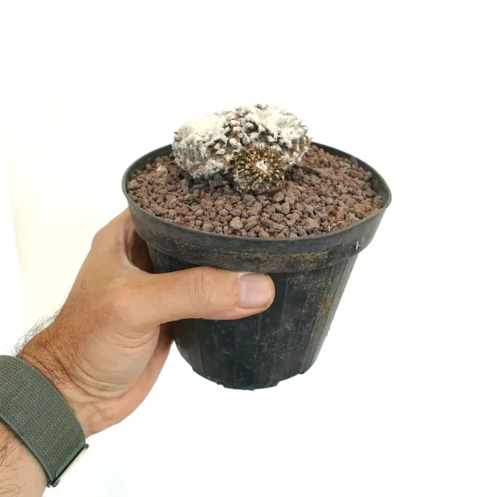 Copiapoa tenuissima FR539 40PP Online