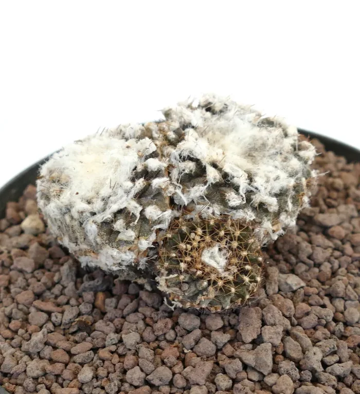 Copiapoa tenuissima FR539 40PP Online - immagine 2