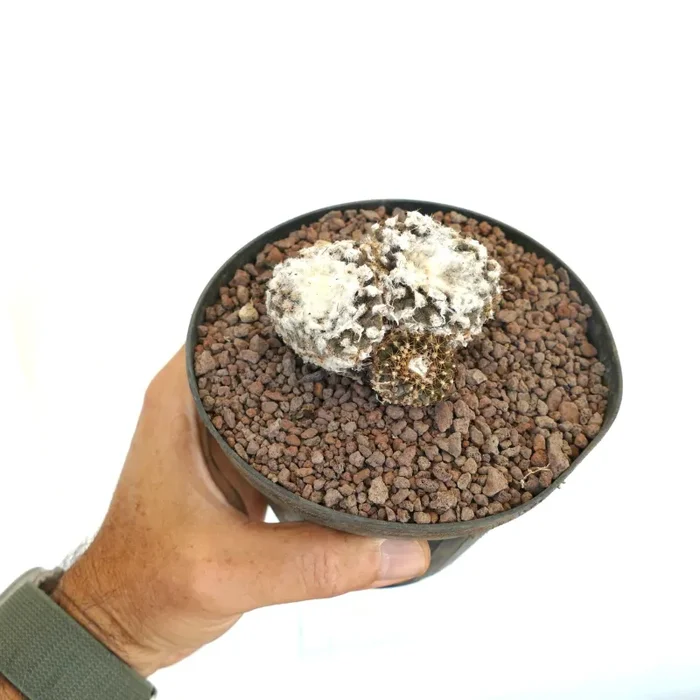 Copiapoa tenuissima FR539 40PP Online - immagine 3