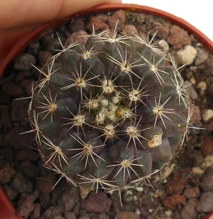 Copiapoa tenuissima