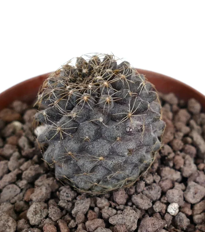 Copiapoa tenuissima (Mountains near. Antofagasta) Online ora