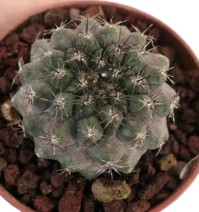 Copiapoa tenuissima X Copiapoa cinerea CONT1 - immagine 2