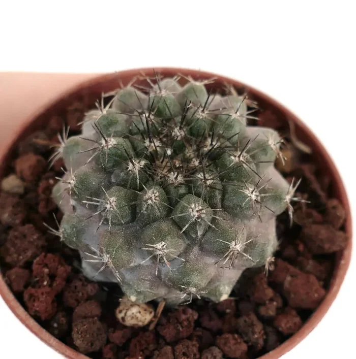 Copiapoa tenuissima X Copiapoa cinerea CONT1 - immagine 3