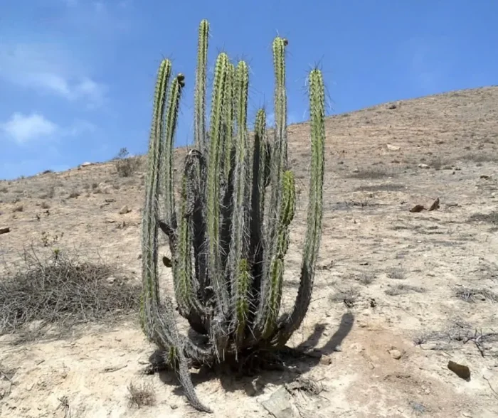 Corryocactus brevistylus SEMI Fornitura
