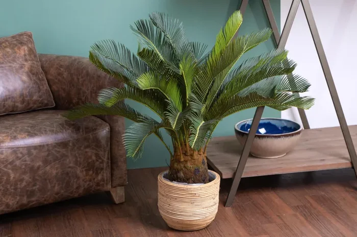 Cycas Artificiale con Vaso Altezza 93 cm Verde - immagine 3