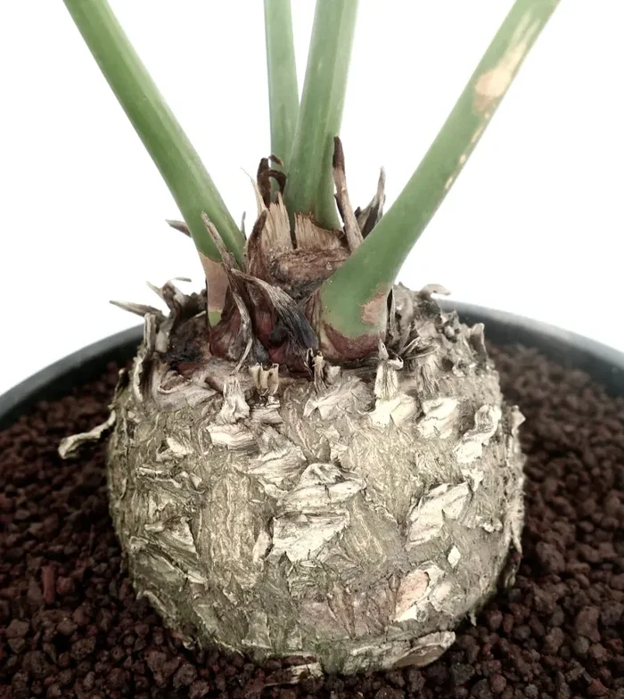 Cycas chevalieri 10cm caudex In saldo