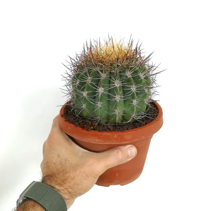 Denmoza erythrocephala Online