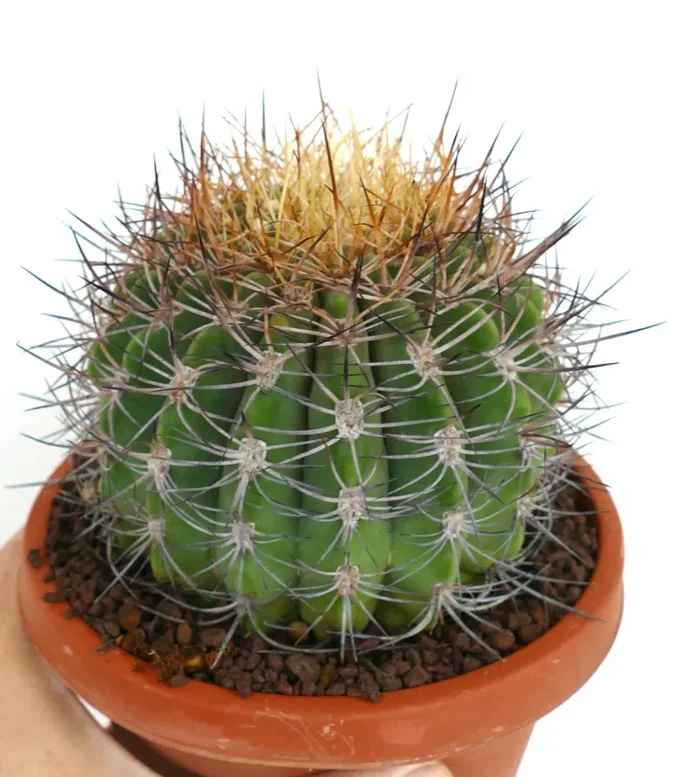 Denmoza erythrocephala Online - immagine 3