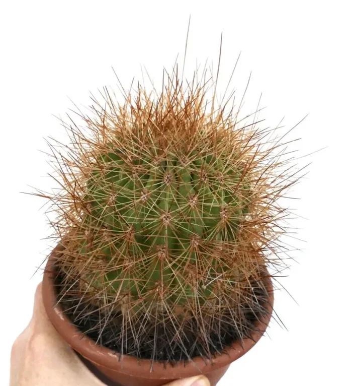 Denmoza rhodacantha 25AT Sconti