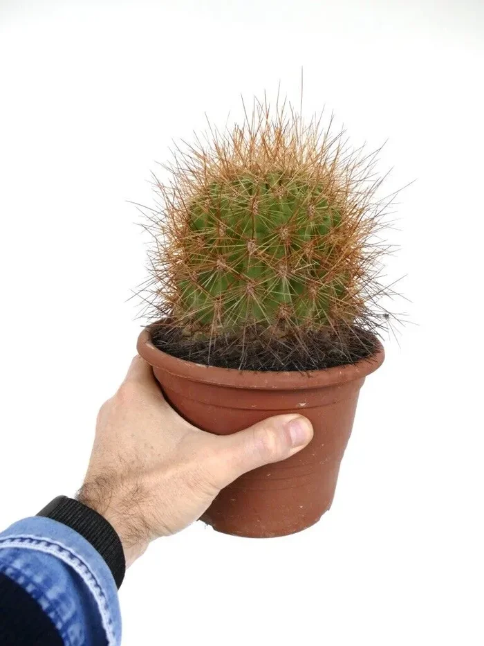 Denmoza rhodacantha 25AT Sconti - immagine 3