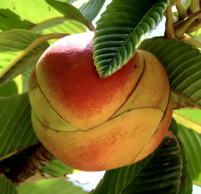 Dillenia indica SEEDS