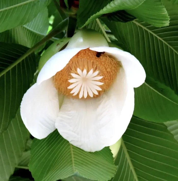 Dillenia indica SEEDS - immagine 2