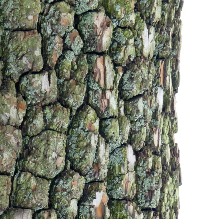 Diospyros virginiana