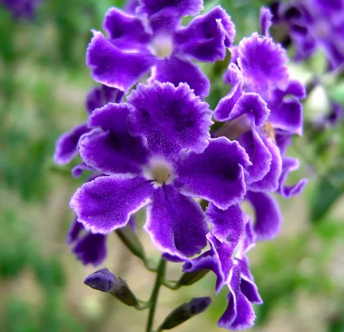 Duranta repens