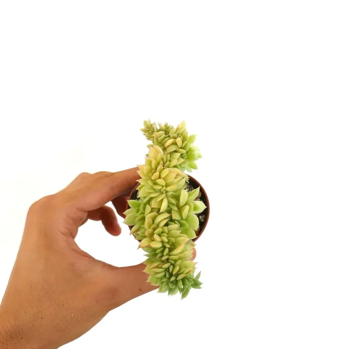 Echeveria cv “Capri Island” CRESTED Vendita calda online