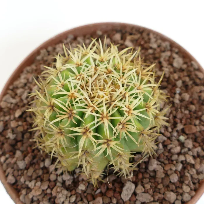 Echinocactus grusonii form brevispinus - immagine 2