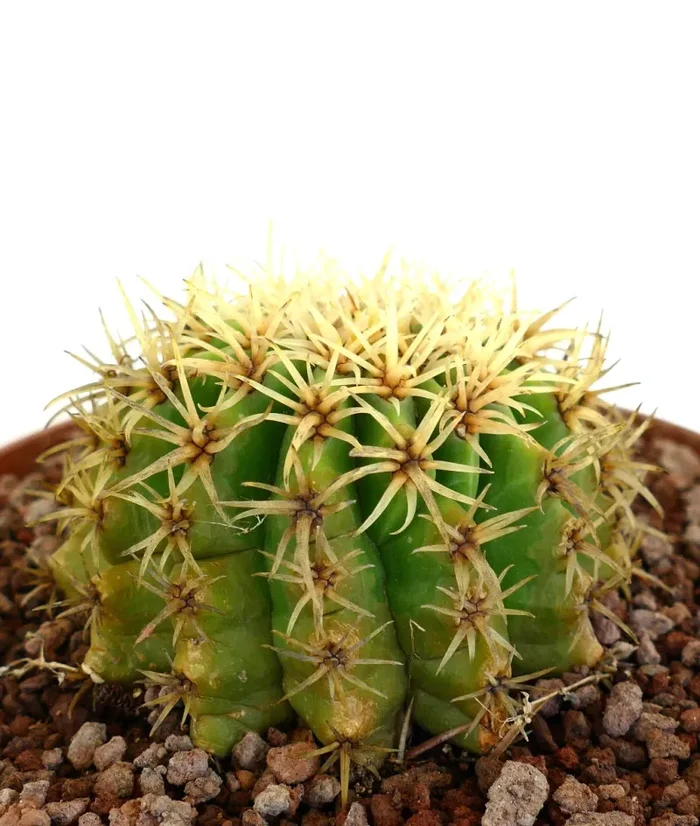 Echinocactus grusonii form brevispinus - immagine 3