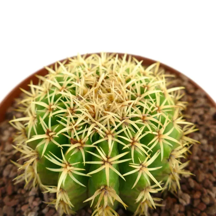 Echinocactus grusonii form brevispinus - immagine 2