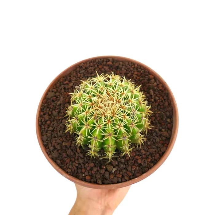 Echinocactus grusonii form brevispinus - immagine 2