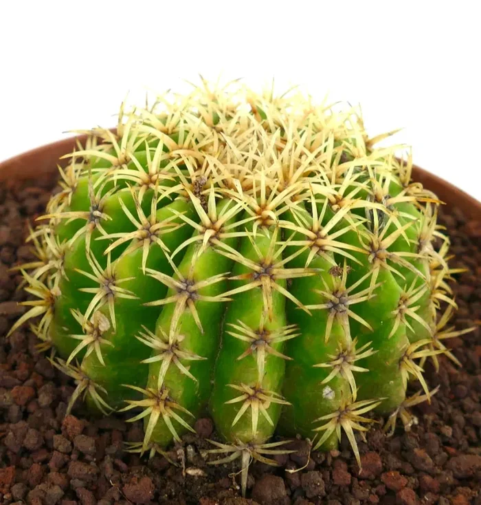 Echinocactus grusonii form brevispinus - immagine 3