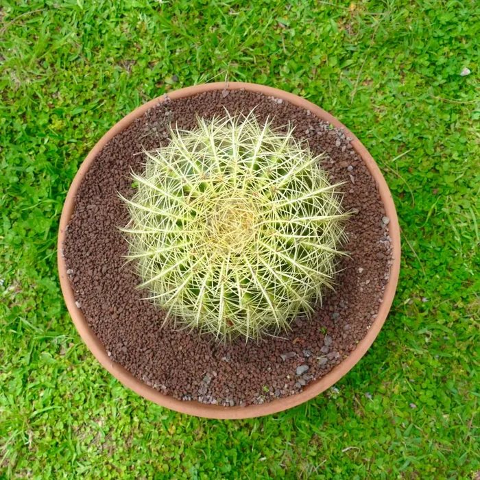 Echinocactus grusonii SELECTED CAR1 Online