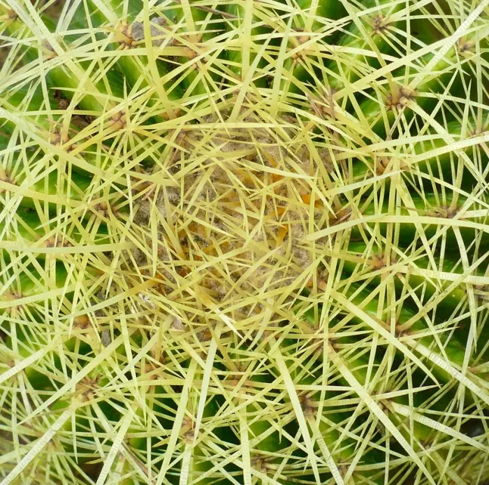 Echinocactus grusonii SELECTED CAR1 Online - immagine 2