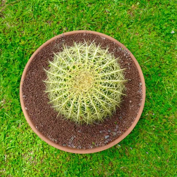 Echinocactus grusonii SELECTED CAR1 Online - immagine 3