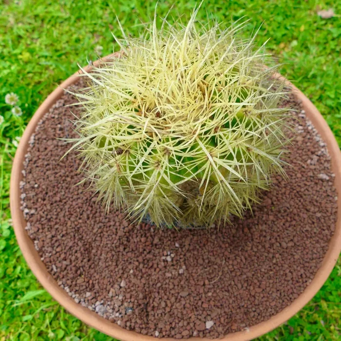 Echinocactus grusonii STRONG SPINES PG4