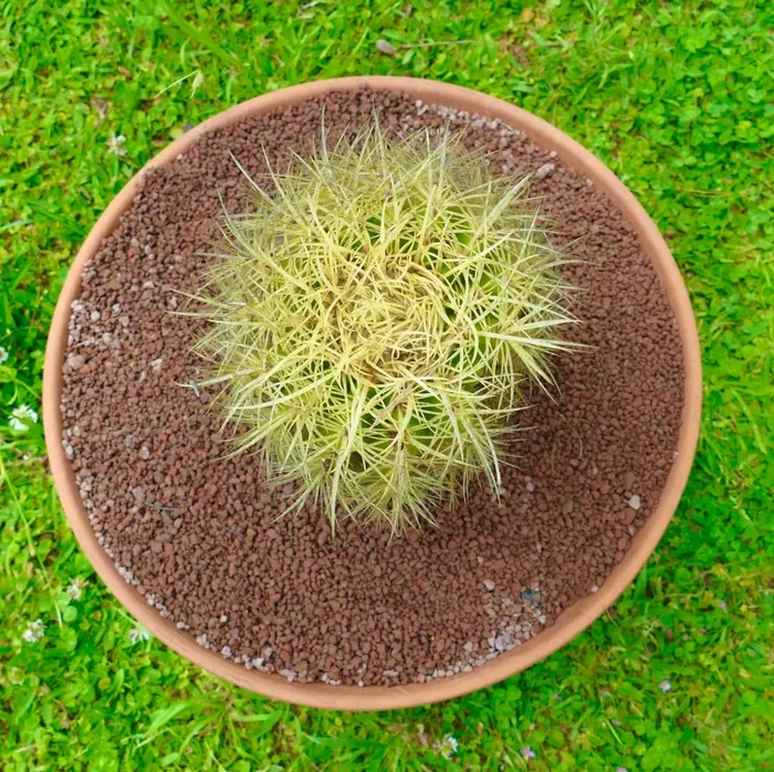 Echinocactus grusonii STRONG SPINES PG4 - immagine 2