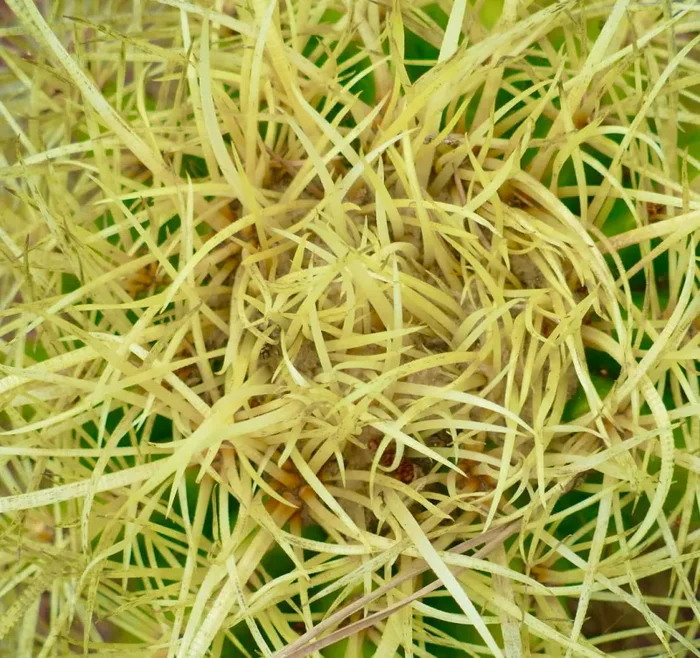 Echinocactus grusonii STRONG SPINES PG4 - immagine 3